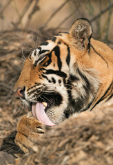 Tigress T60 cub cleaning its paws, Ranthambore Tiger Reserve