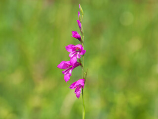 Purple flower of Turkish marsh gladiolus, Gladiolus imbricatus	