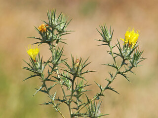 Yellow flowers and buds of woolly distaff thistle, Carthamus lanatus
