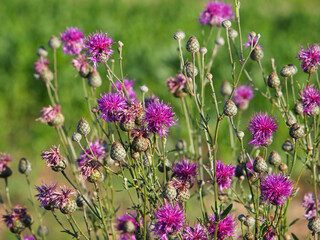 Purple flowers of Greater knapweed, Centaurea scabiosa