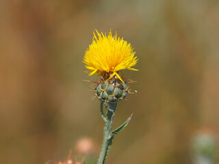 Yellow star-thistle flower, Centaurea solstitialis	