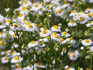 White flower of annual fleabane or eastern daisy fleabane. Erigeron annuus