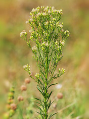 Canadian horseweed or Canadian fleabane, Erigeron Canadensis 