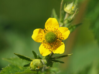 Yellow flower of yellow avens, Geum aleppicum