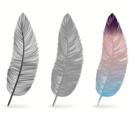 Bird feather icon, writing symbol. Fallen fluffy feathers isolated. vector