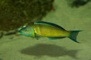 Ornate wrasse (Thalassoma pavo),