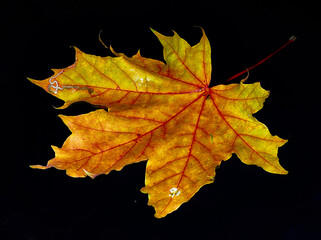 maple leaf on black