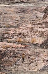 Obraz na płótnie Canvas Tigress Krishna cub climbing the rocky terrain, Ranthambore Tiger Reserve