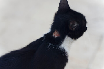Sick cat has a wound in the neck of the cat. Wounds caused by infection