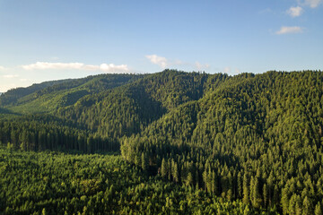 Naklejka premium Aerial view of green mountain hills covered with evergreen spruce forest in summer.