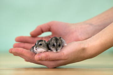Closeup of two small funny miniature jungar hamsters sitting on a woman's hands. Fluffy and cute Dzhungar rats at home.