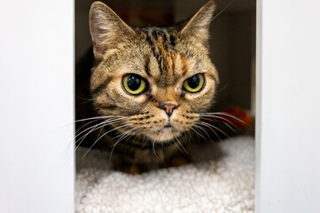American shorthair cat looking out of a white box
