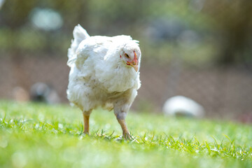 Hen feed on traditional rural barnyard. Close up of chicken standing on barn yard with green grass. Free range poultry farming concept.