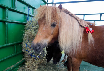 Cute red-haired pony eats hay in the stall
