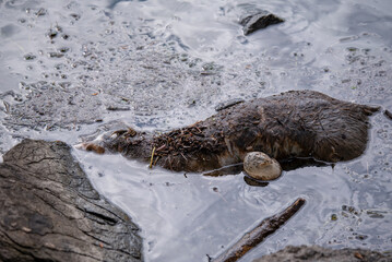 Dead animal in water. One dead otter or beaver floating in polluted foamed lake. Pollution and...