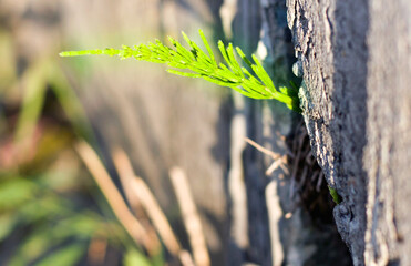 One bright green plant weed growing in the crack of exterior rough gray cement wall outdoors on sunny spring day.