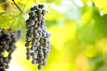 Clopse up of ripening grape fruit on vine branches in summer garden.
