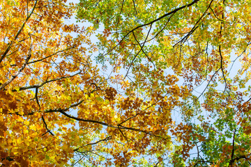 Perspective up view of autumn forest with bright orange and yellow leaves. Dense woods with thick...