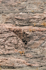 Krishna cub on hilly terrain, Ranthambore