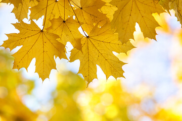 Close up of bright yellow and red maple leaves on fall tree branches with vibrant blurred background in autumn park.