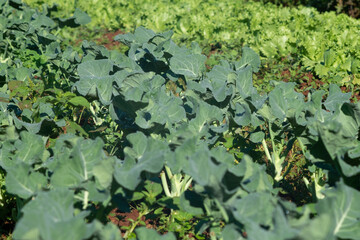 Vegetable garden with organic food in Brazil