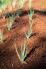 Vegetable garden with organic food in Brazil