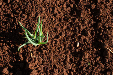 Vegetable garden with organic food in Brazil