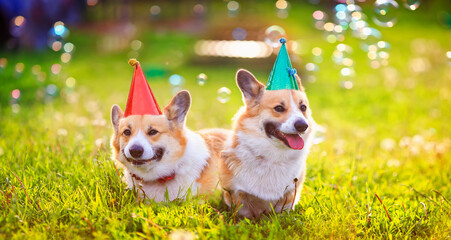 holiday card two funny Corgi dogs lie in the green grass in colored caps with soap bubbles on a Sunny clear day