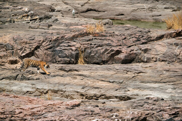 Tiger Krishna cub at Ranthambore Tiger Reserve