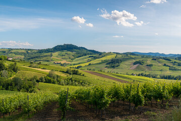 Fototapeta premium Oltrepo' Pavese landscape hills with wineyards and country roads and Montalto Pavese castle in the background in a sunny day