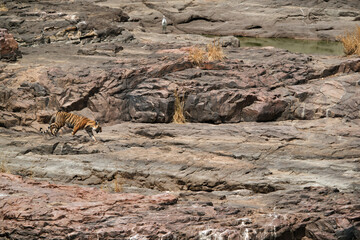 Tigress Krishna cub walking on rocky terrain, Ranthambore Tiger reserve