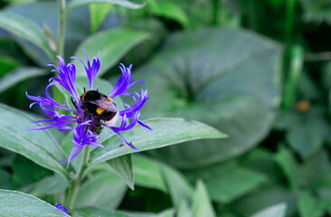 Close up of a bumblebee pollinating a common knapweed (Centaurea) flower. Beautiful nature background. Summer.