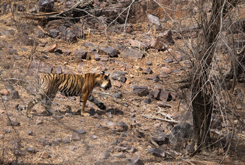 Fototapeta na wymiar Tigress Krishna cub at Ranthambore Tiger Reserve