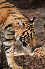 Closeup of Krshna cub, Ranthambore
