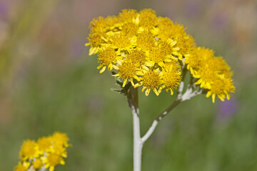 Weißfilziges Greiskraut mit gelben Blüten