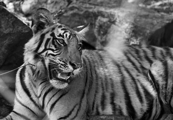 Cub of tigress Krishna relaxing, Ranthambore
