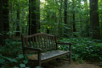 Wooden bench sitting in a lush forest