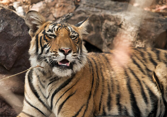 Naklejka premium Cub of Tigress Krishna at Ranthambore Tiger Reserve