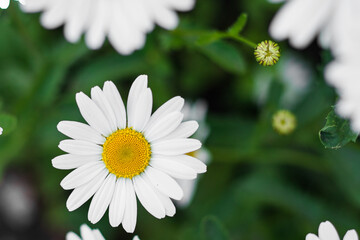 Fototapeta premium Chamomile flowers in the meadow, selective focus