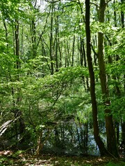Wald im Nationalpark Rügen