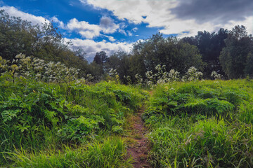Naklejka premium Summer landscape green meadow on a background of forest and blue sky.