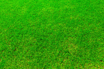Green grass texture (background). Top view.