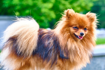 Little Fluffy beautiful dog. general plan color
