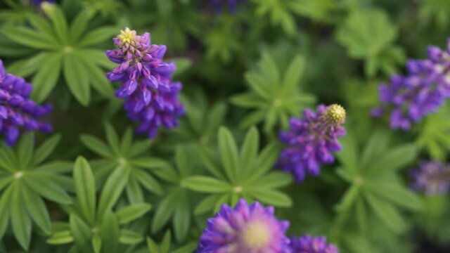 Beautiful purple lupine flowers in a summer garden, camera movement through plants, soft blurred background