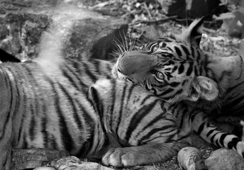 Tigress Krishna cubs under the tree shade, Ranthambore Tiger Reserve