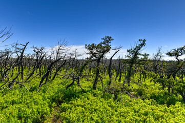 Obraz premium Minnewaska State Park Reserve - New York