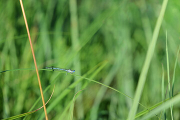 Green grass with a dragonfly sitting on a blade of grass
