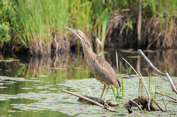 American Bittern bird Stock Photos. American bittern bird standing on a branch in the marsh with blur background of foliage displaying body, head, beak, eye, feet, brown plumage in its environment.