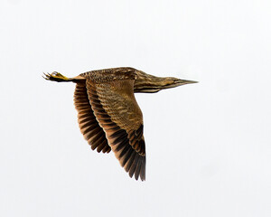 American bittern bird flying with a nice white background while exposing its spread wings, body, head, eye, beak, feet, brown colour. Flying bird. Spread wings. American Bittern bird Stock Photos. 