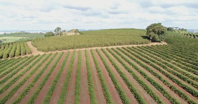 Aerial view of a large brazilian farm with coffee plantation. Coffee plantation in Brazil.